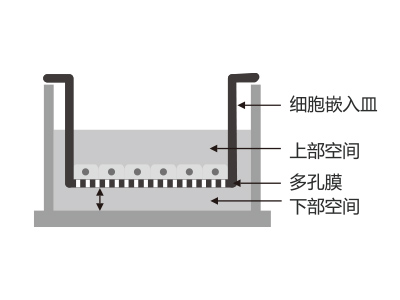 懸掛式設計，嵌入皿移細胞嵌入皿移動時單層細胞不受影響上部空間 ，還能防止培養(yǎng)液通過中毛細作用流失